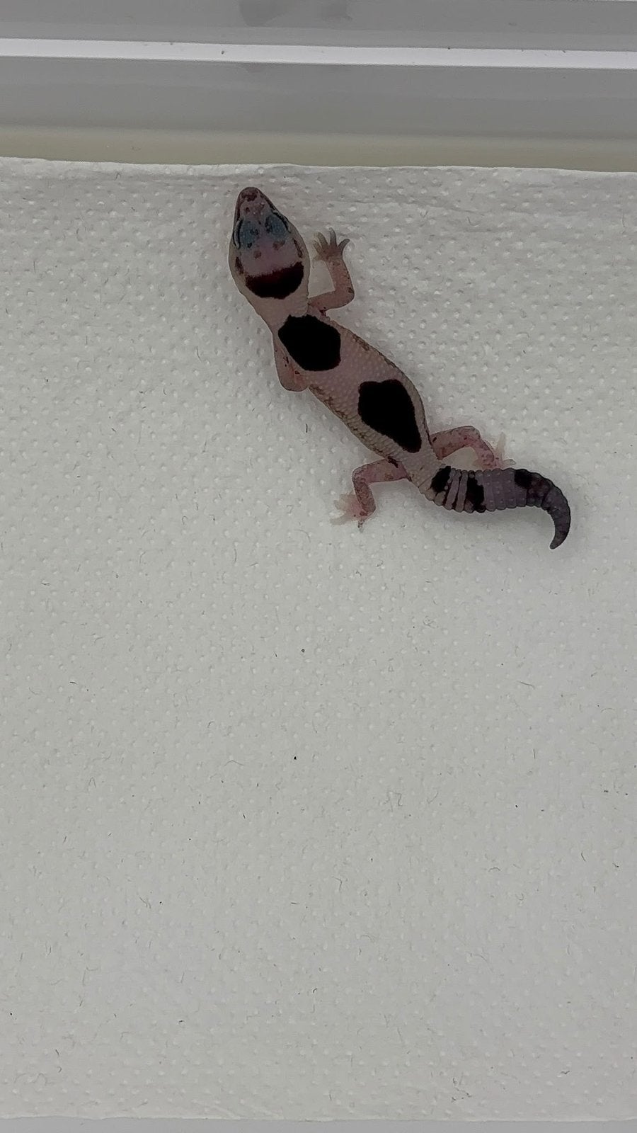 Afrikaanse vetstaartgekko’s nakweek, Dieren en Toebehoren