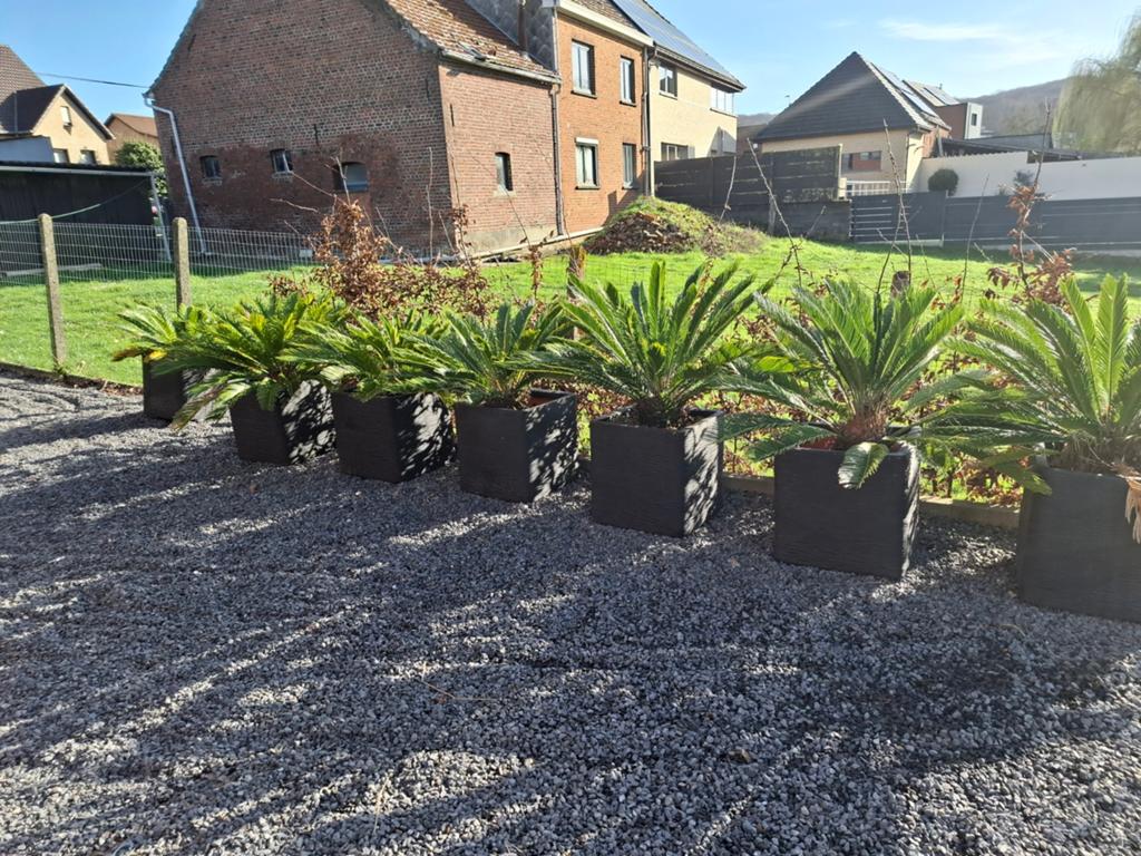 Cycas palmen, Ophalen