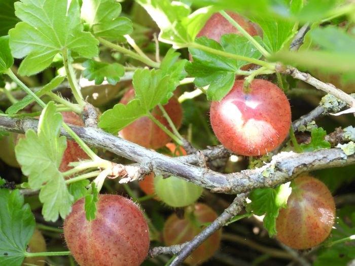 Rode kruisbessen plantjes (Ribes uva-crispa), Ophalen, Zomer, Vaste plant, Fruitplanten