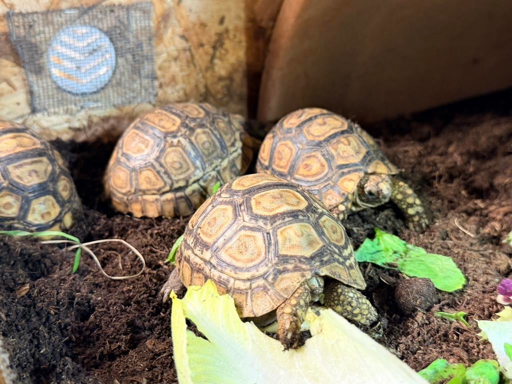 Pardalis babcoki, Dieren en Toebehoren, Schildpad, 0 tot 2 jaar