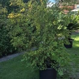 Acer palmatum ‘Aoyagi’ – Érable du Japon à écorce verte, Jardin & Terrasse, Enlèvement, En pot, Autres espèces