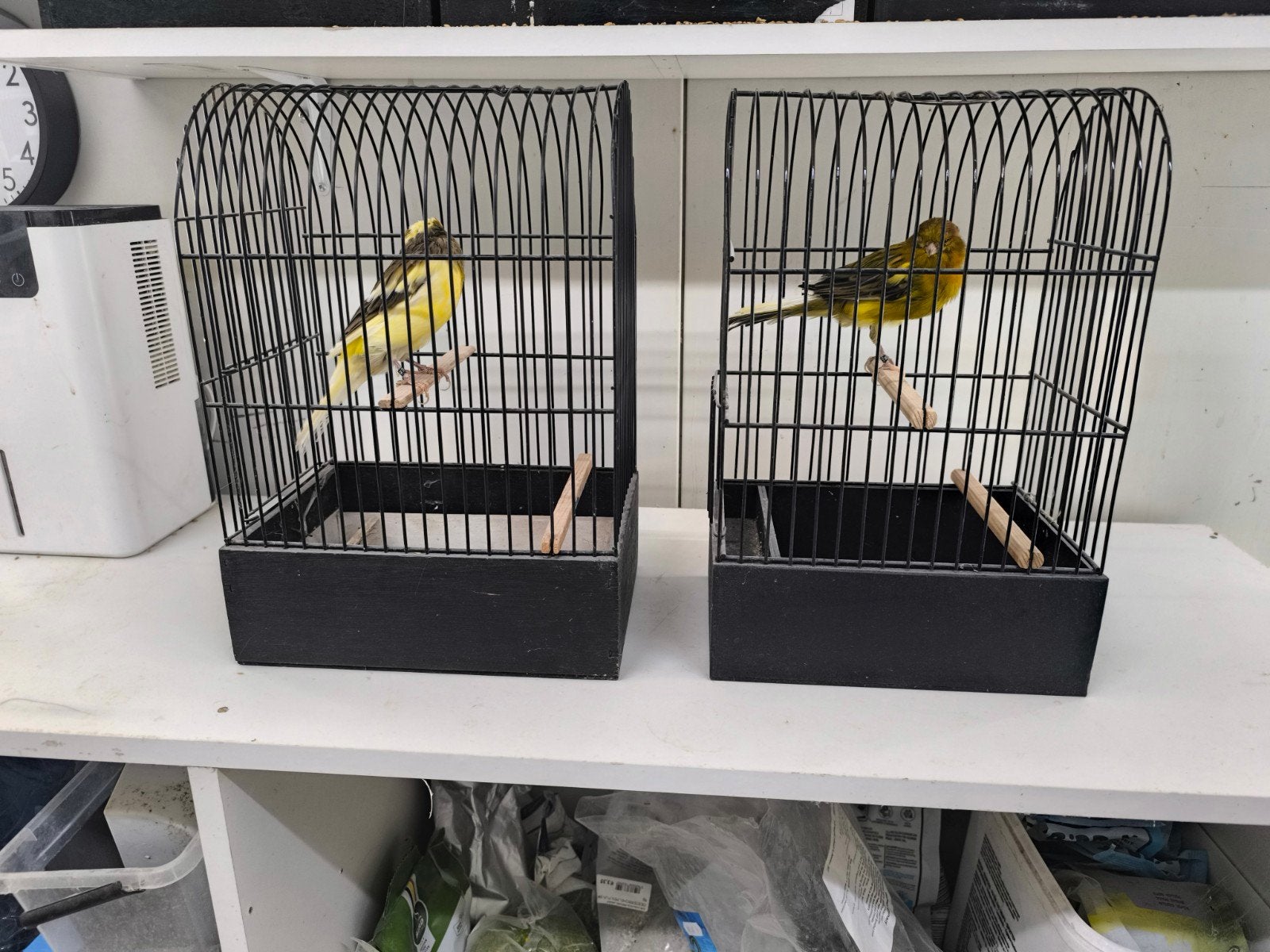 twee broedkoppels York kanaries 2025, Plusieurs animaux, Canari de posture