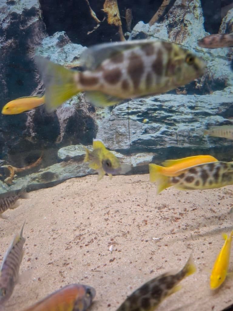 Cichlides malawi nimbochromis venustus