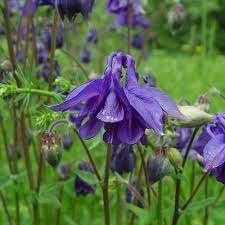 20 zaden paarse Akelei - Aquilegia vulgaris, Verzenden, Zaad