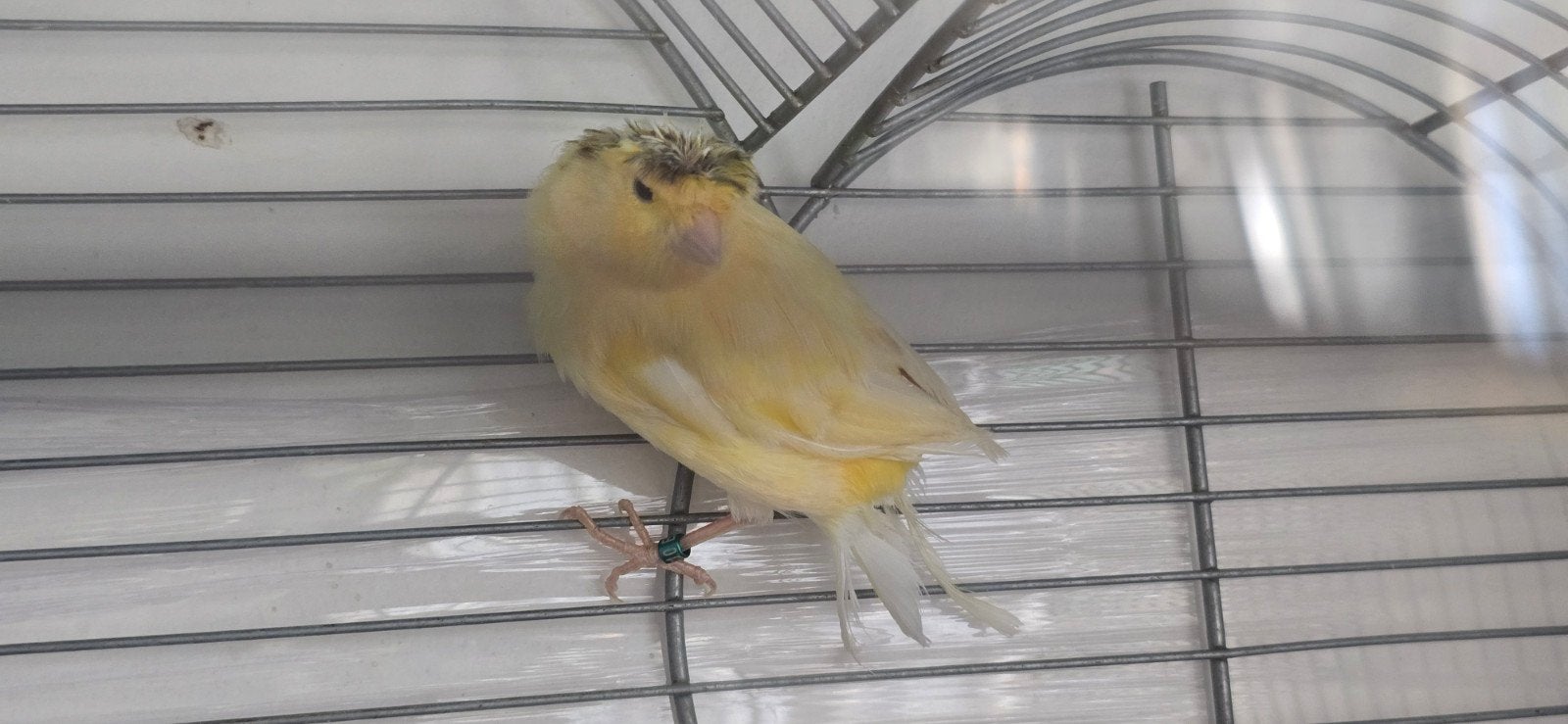 kanarie  3 stuks  met kooi, Dieren en Toebehoren, Vogels | Kanaries
