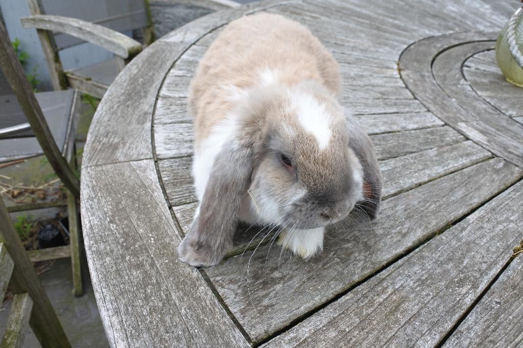 franse hangoren, 3 voedsters, Dieren en Toebehoren, Vrouwelijk, Groot, 0 tot 2 jaar