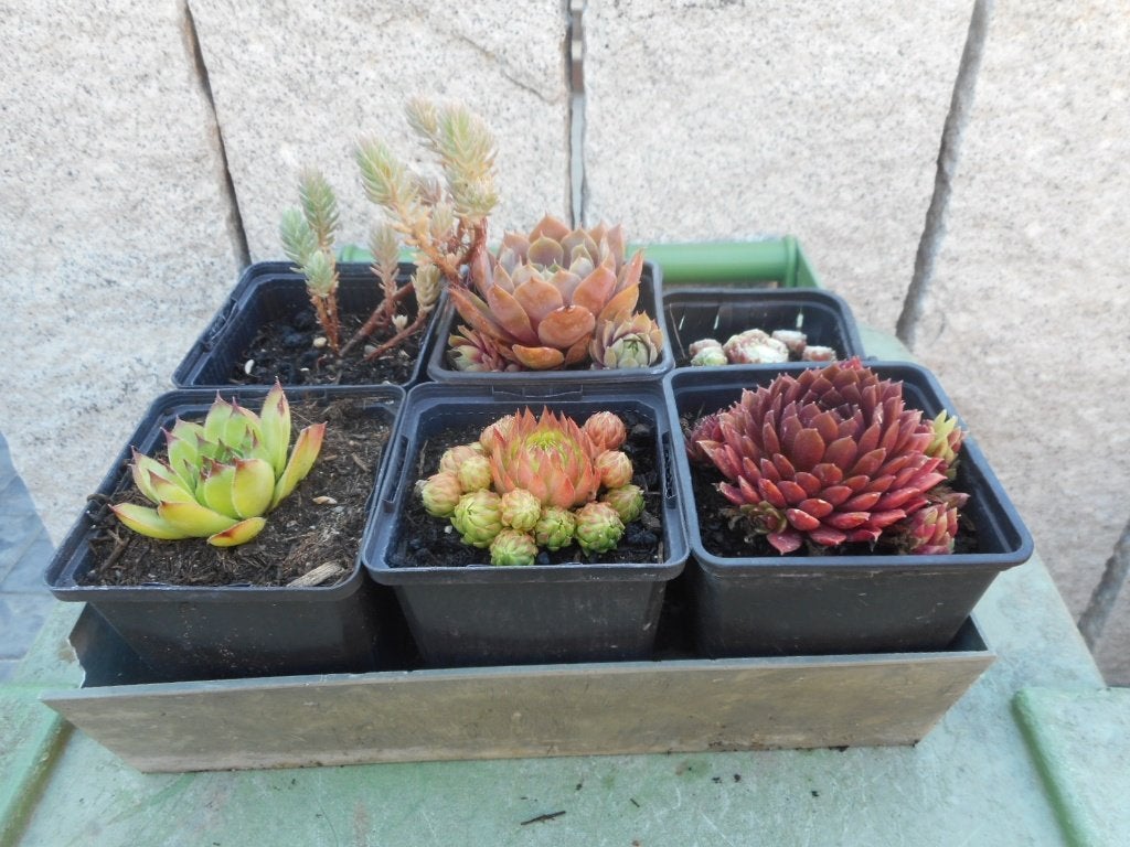 Planten, Tuin en Terras, Planten | Tuinplanten, Overige soorten, Volle zon, Vaste plant, Ophalen of Verzenden