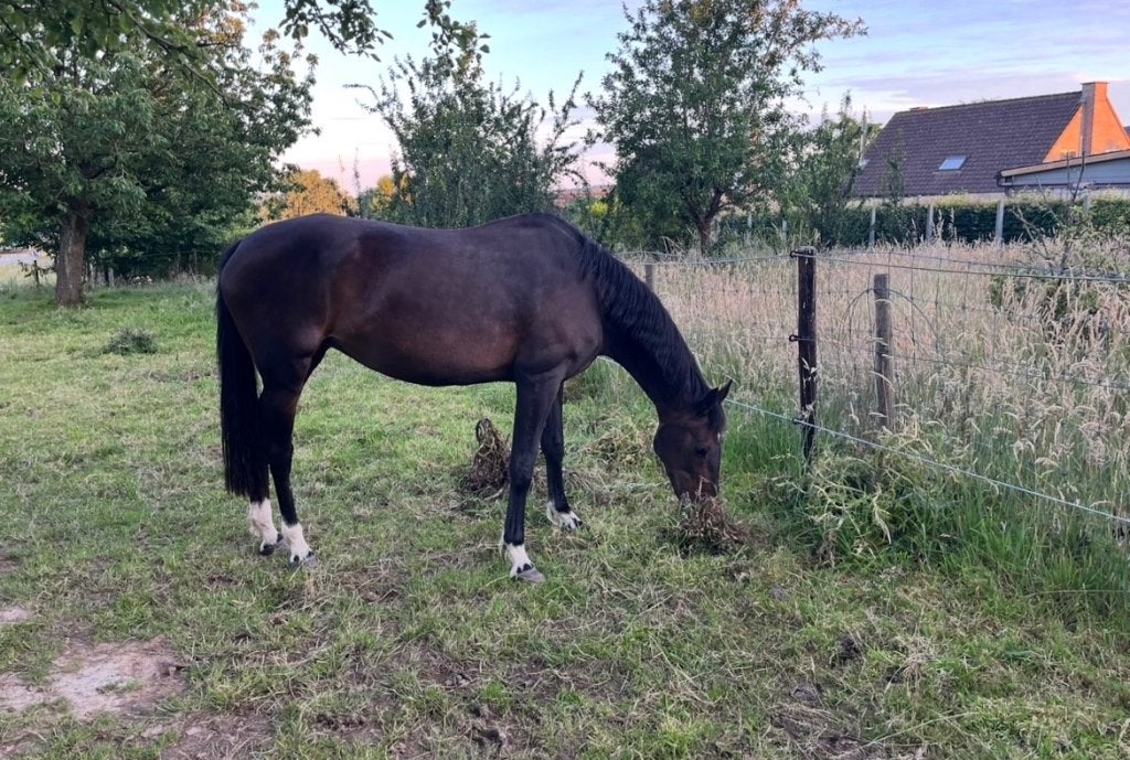Fokmerrie, Merrie, Springpaard, Met stamboom, Niet van toepassing