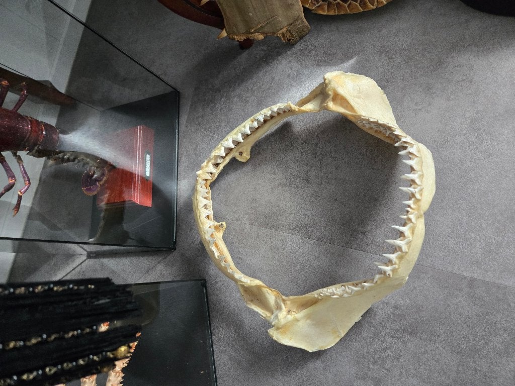 Taxidermie, Enlèvement ou Envoi, Comme neuf, Autres, Autres types