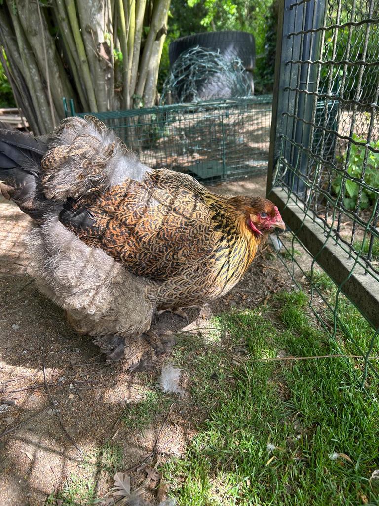 Oeufs fécondés de poule brahma race pure, Poule ou poulet