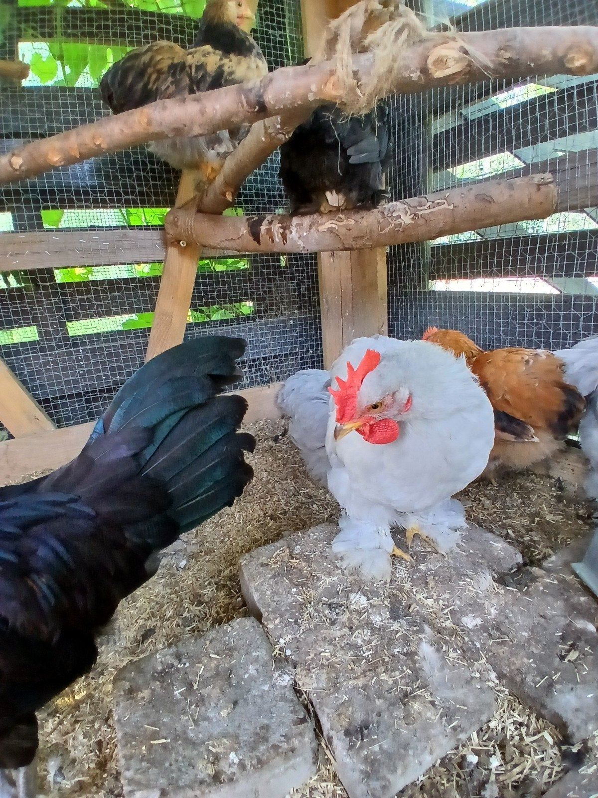 Cochin haan, Dieren en Toebehoren, Ophalen