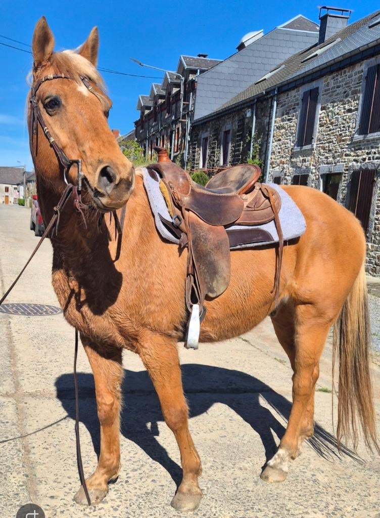 Stuboy golden, 11 ans ou plus, Hongre, M, Moins de 160 cm