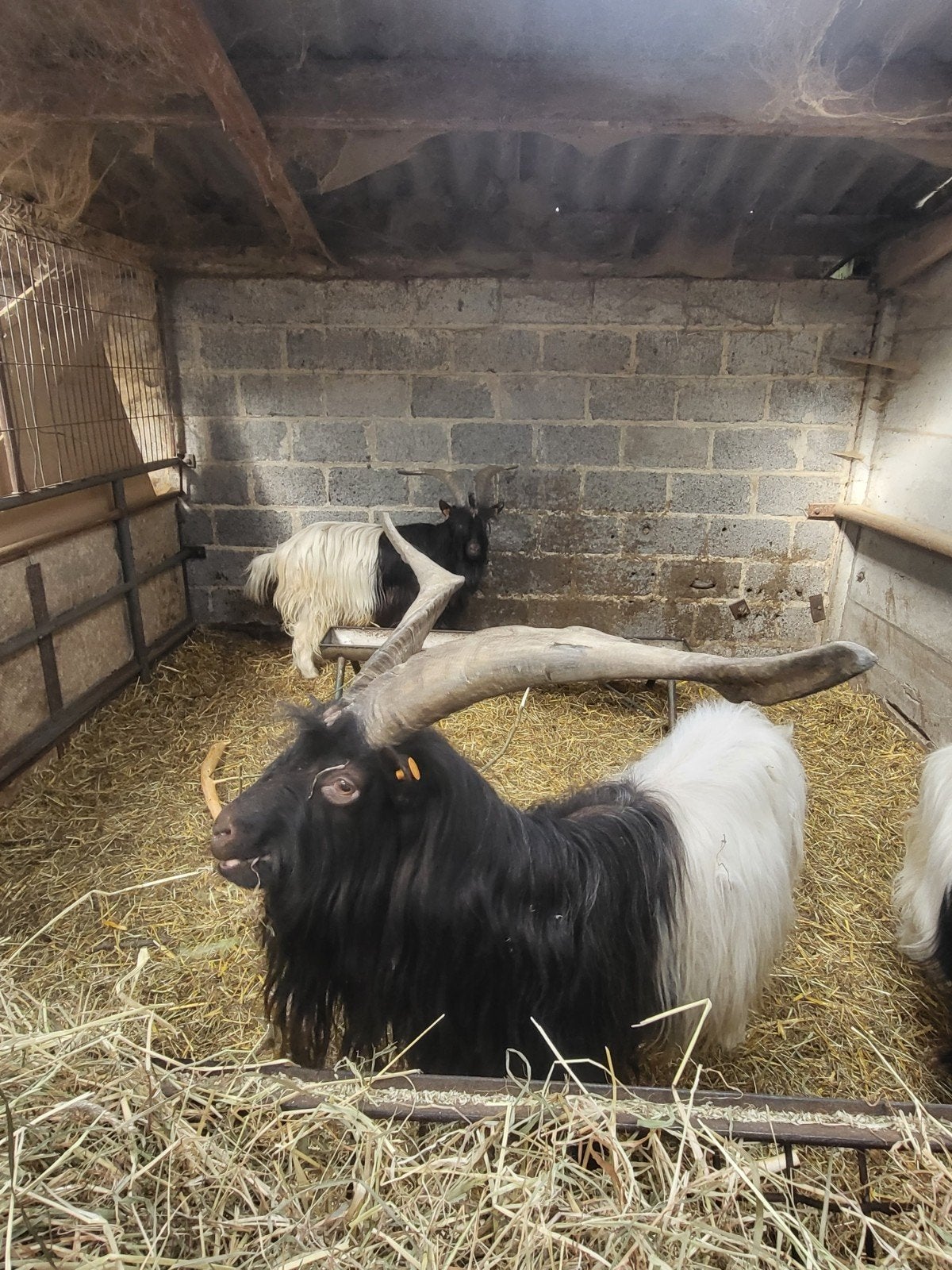 wallisher geiten, Animaux & Accessoires, Moutons, Chèvres & Cochons, Chèvre, Plusieurs animaux, 0 à 2 ans