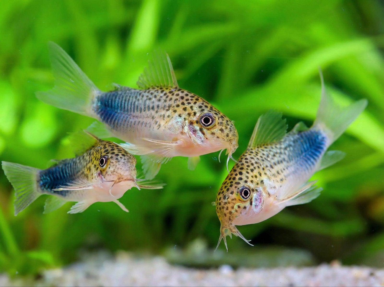 Corydoras Similis, Animaux & Accessoires, Poissons | Poissons d'aquarium, Poisson d'eau douce, Poisson, Banc de poissons