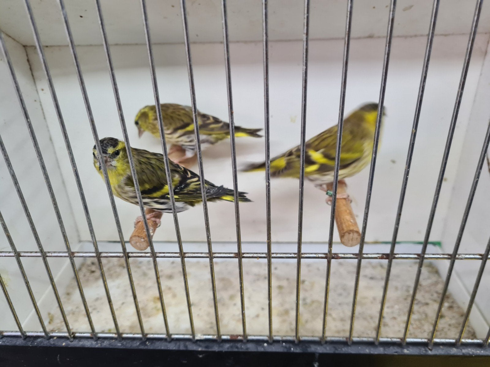 sijs, Dieren en Toebehoren