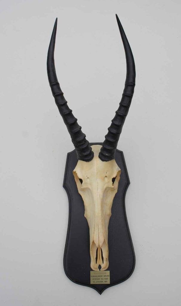 Schedel BLESBOK op houten schild - ref. A (gewei), Collections, Collections Animaux, Enlèvement ou Envoi, Utilisé, Animal sauvage