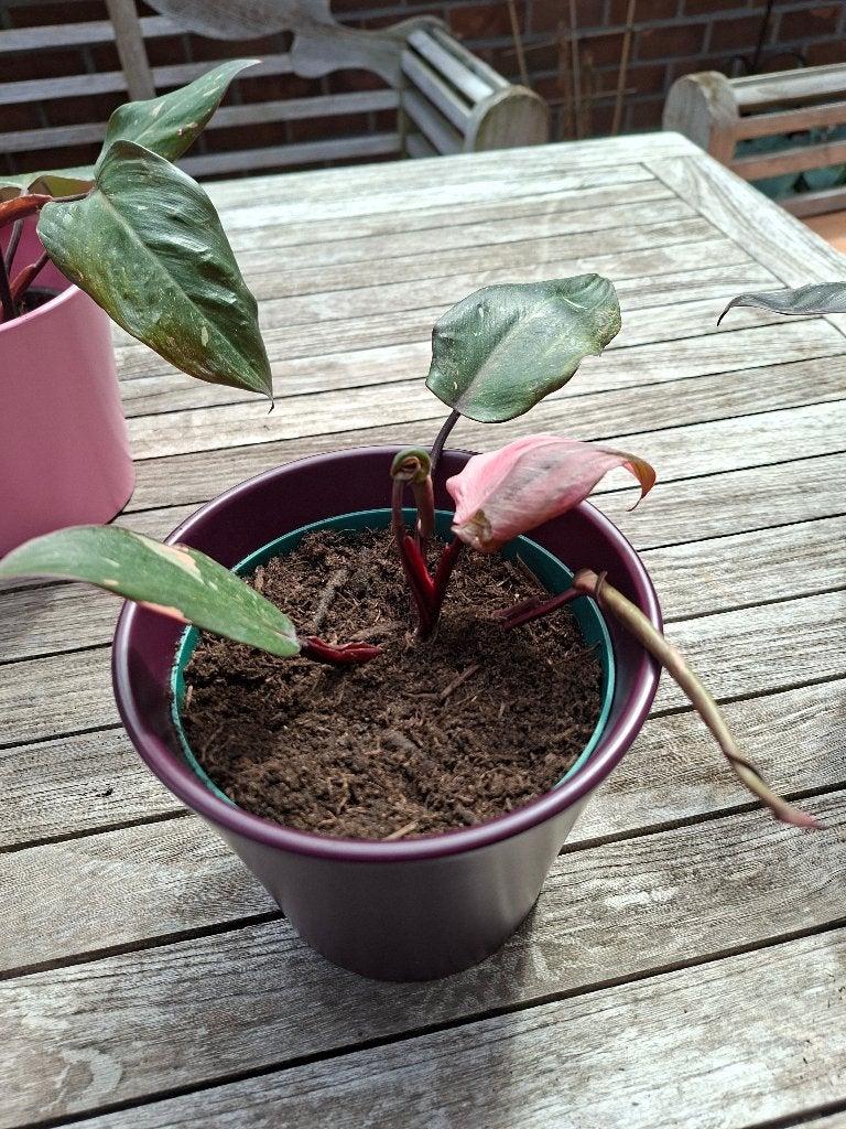 Philodendron pink Princess stek met cache pot, Maison & Meubles, Autres espèces, En pot, Enlèvement, Plante verte
