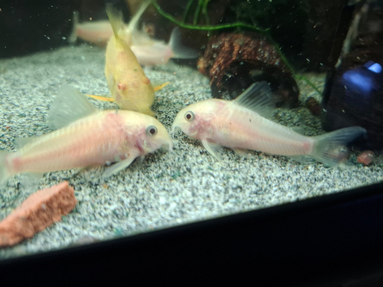 corydoras snow white panda
