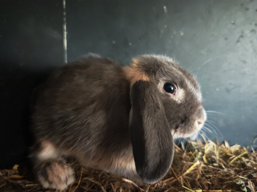 Nederlandse hangoortjes, Plusieurs animaux, 0 à 2 ans