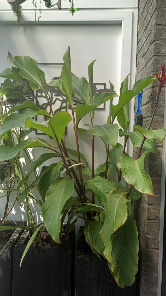 Zaden Canna edulis, Jardin & Terrasse, Bulbes & Semences, Enlèvement ou Envoi, Toute l'année, Plein soleil, Graine