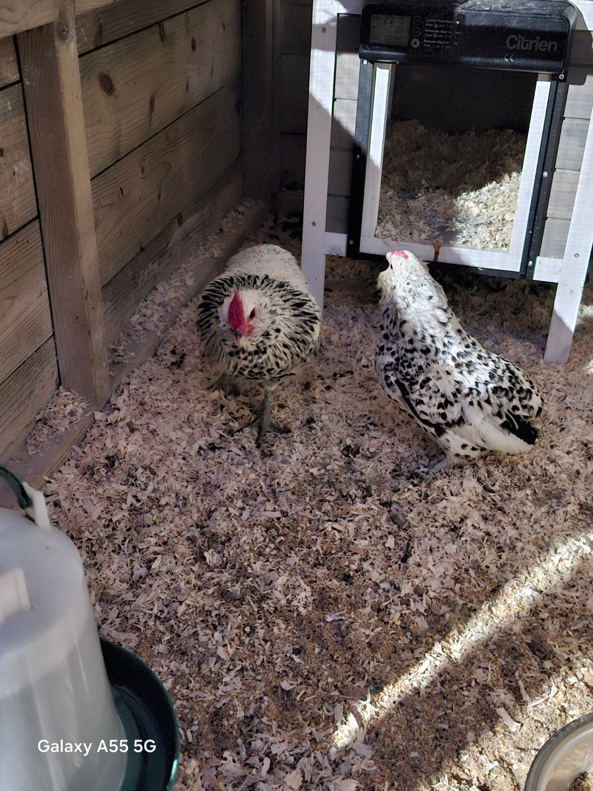 kriel kippen koppel, Dieren en Toebehoren, Kip