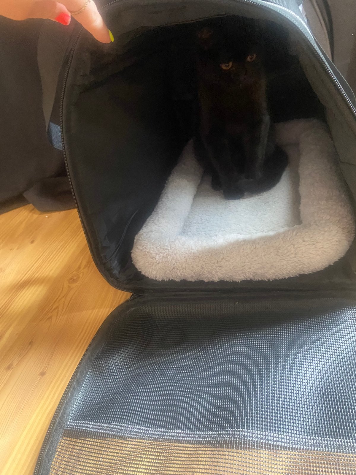 Britse korthaar katertje, Dieren en Toebehoren, Kater, Ontwormd, 0 tot 2 jaar