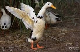 Indische loopeend (2x vrouwtje + 1x woerd( gezocht!