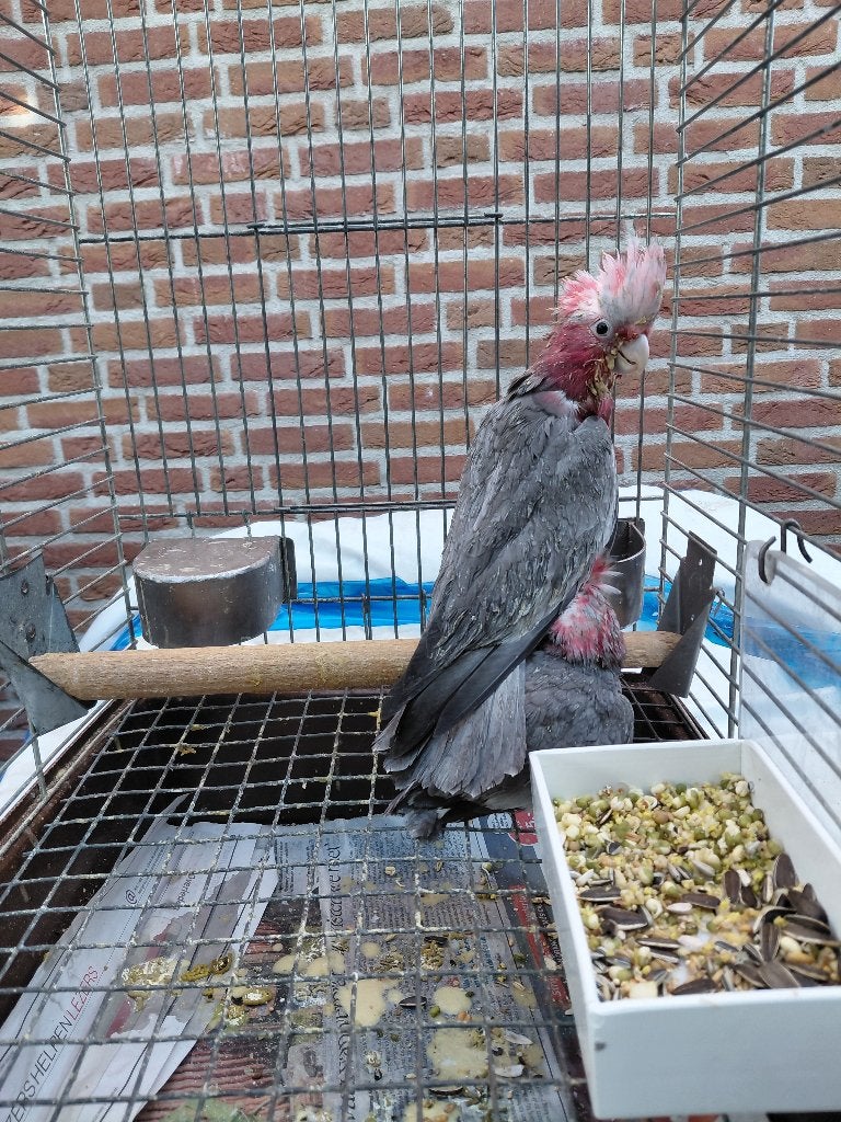 2 jeunes perroquet Rosè kakatoos super apprivoisés 550 euros, Sexe inconnu, Perroquet, Parleur