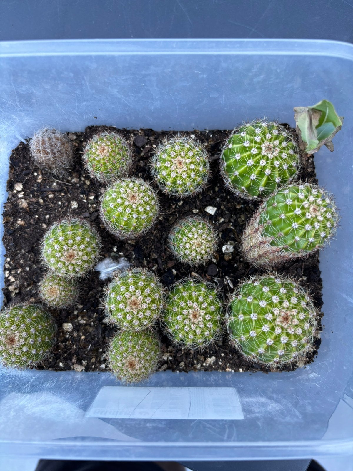Mammillaria. Sp, Tuin en Terras, Planten | Fruitbomen, Ophalen