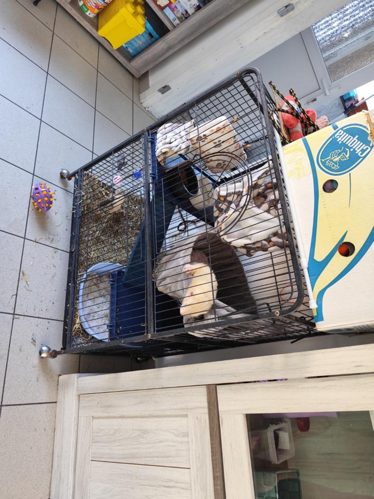 Cage pour furets, Animaux & Accessoires, Enlèvement