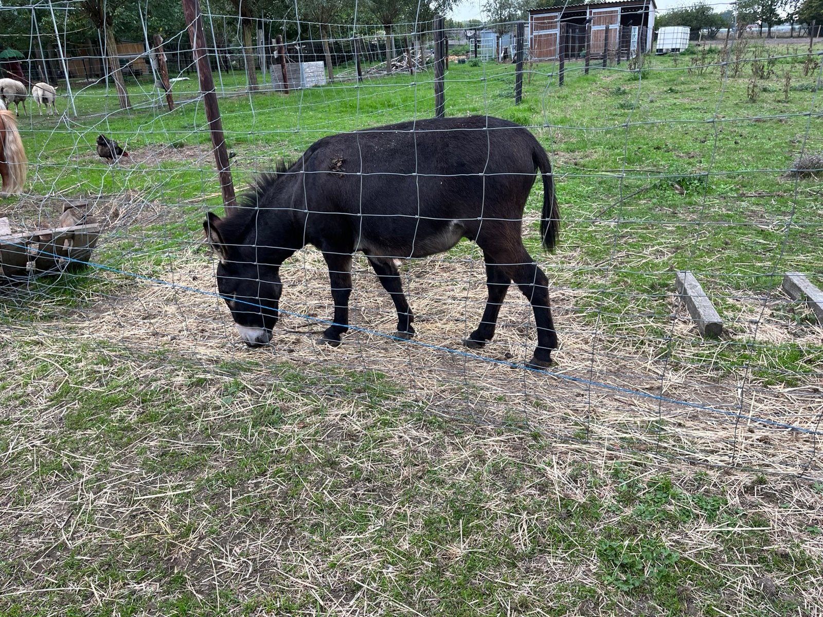 Mediterrane mini ezel, Dieren en Toebehoren, Mei, Mannelijk