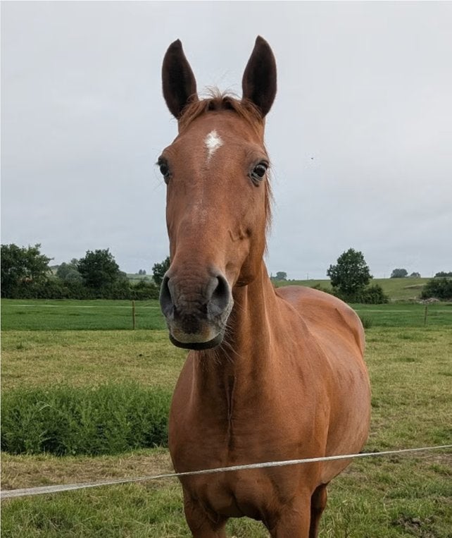 Gezocht: bijrijder voor braaf recreatie- en leerpaard, Dieren en Toebehoren, Merrie, Met stamboom, Niet van toepassing, 160 tot 165 cm