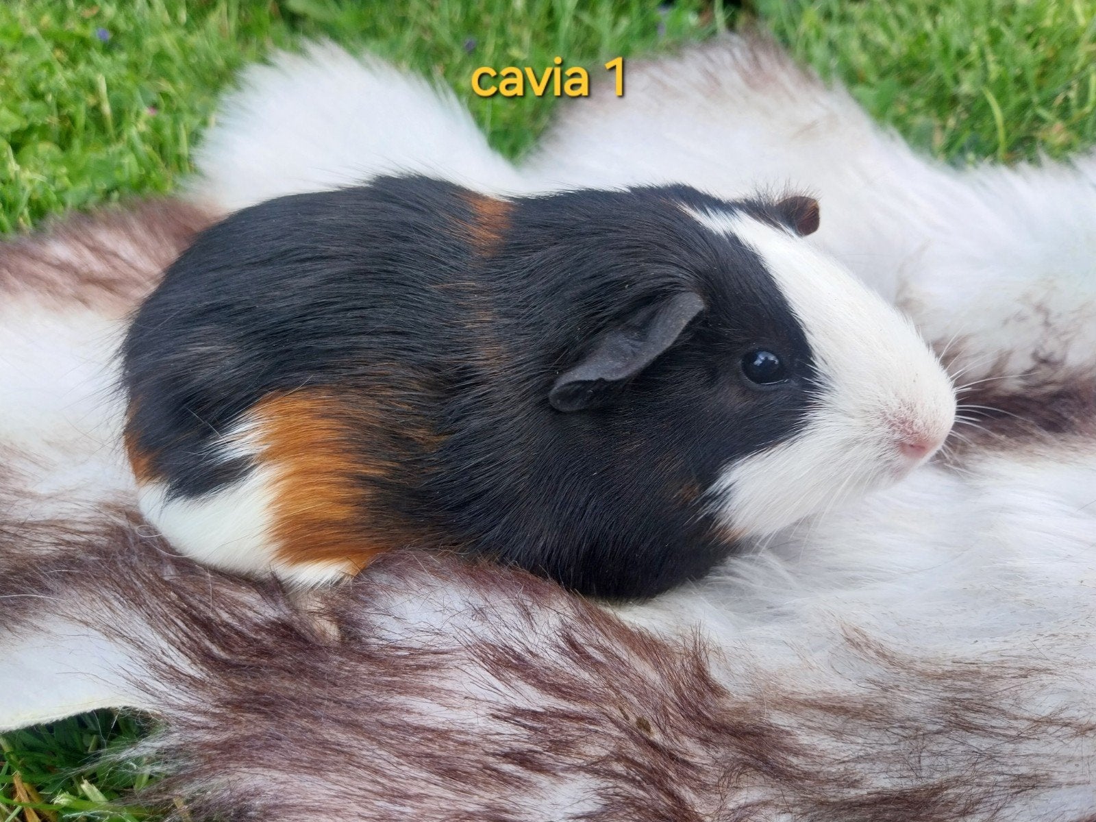 Jonge cavia zeugjes, Mai, Femelle, Cobaye