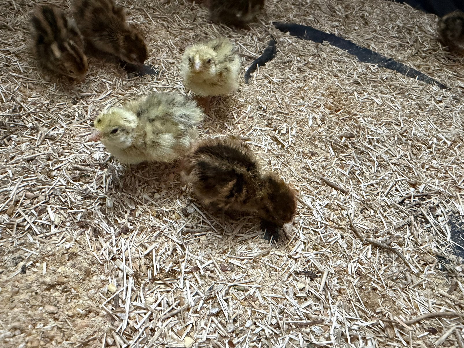 10 Japanse kwartel kuikens, Dieren en Toebehoren