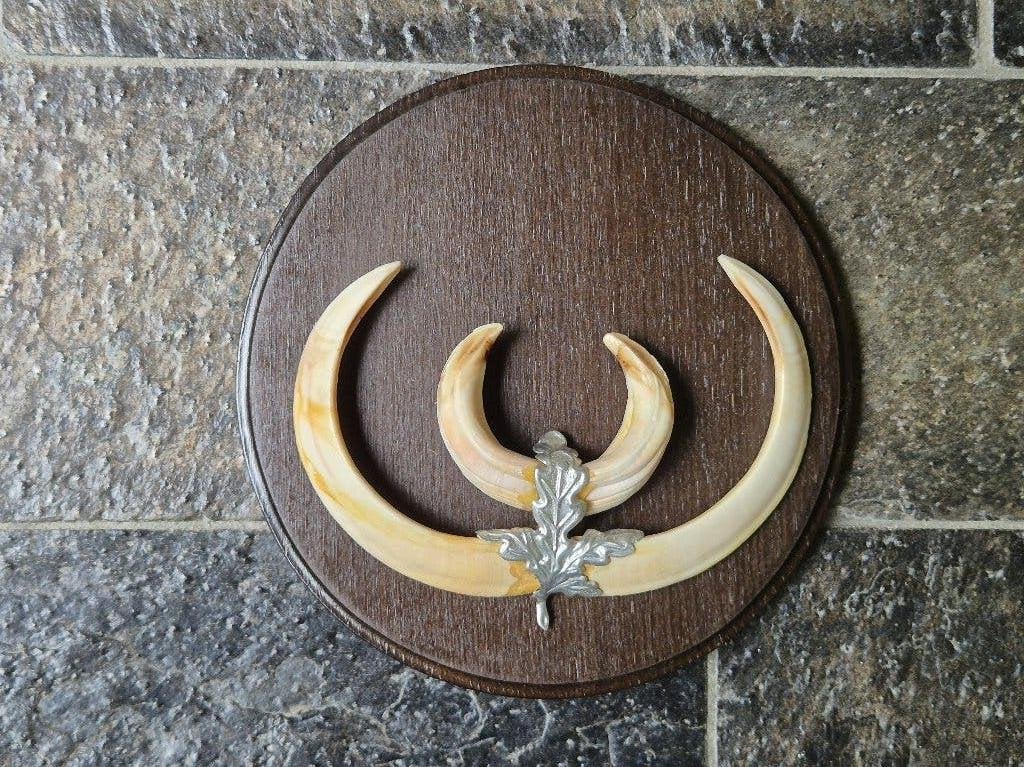 Grote Prachtige wildzwijn tanden schild - 20cm diameter k77, Enlèvement ou Envoi, Comme neuf, Animal sauvage, Autres types