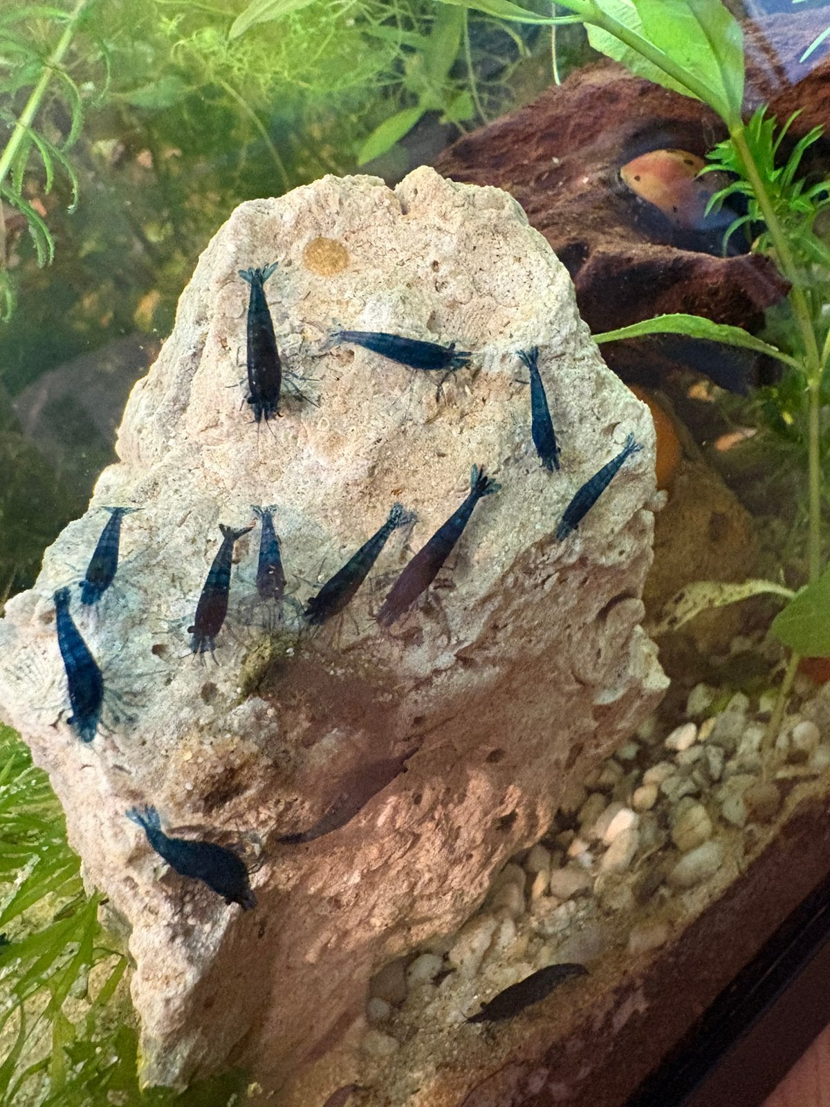 Blue dream neocaridina garnalen, Tuin en Terras, Waterpartijen en Fonteinen, Zo goed als nieuw, Ophalen