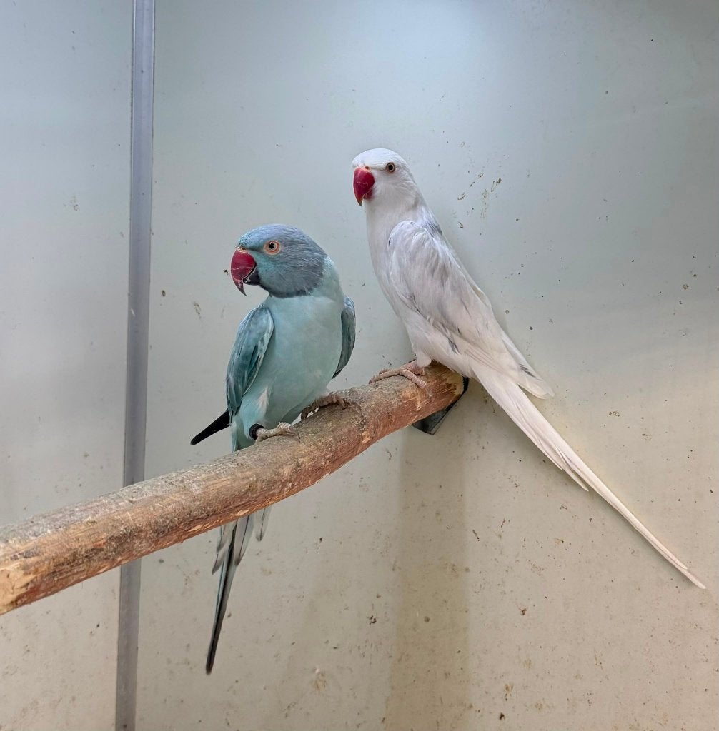 kweekkoppel halsbandparkieten opaline bont wkws, Dieren en Toebehoren, Papegaai