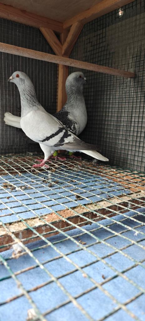 Duiven te koop