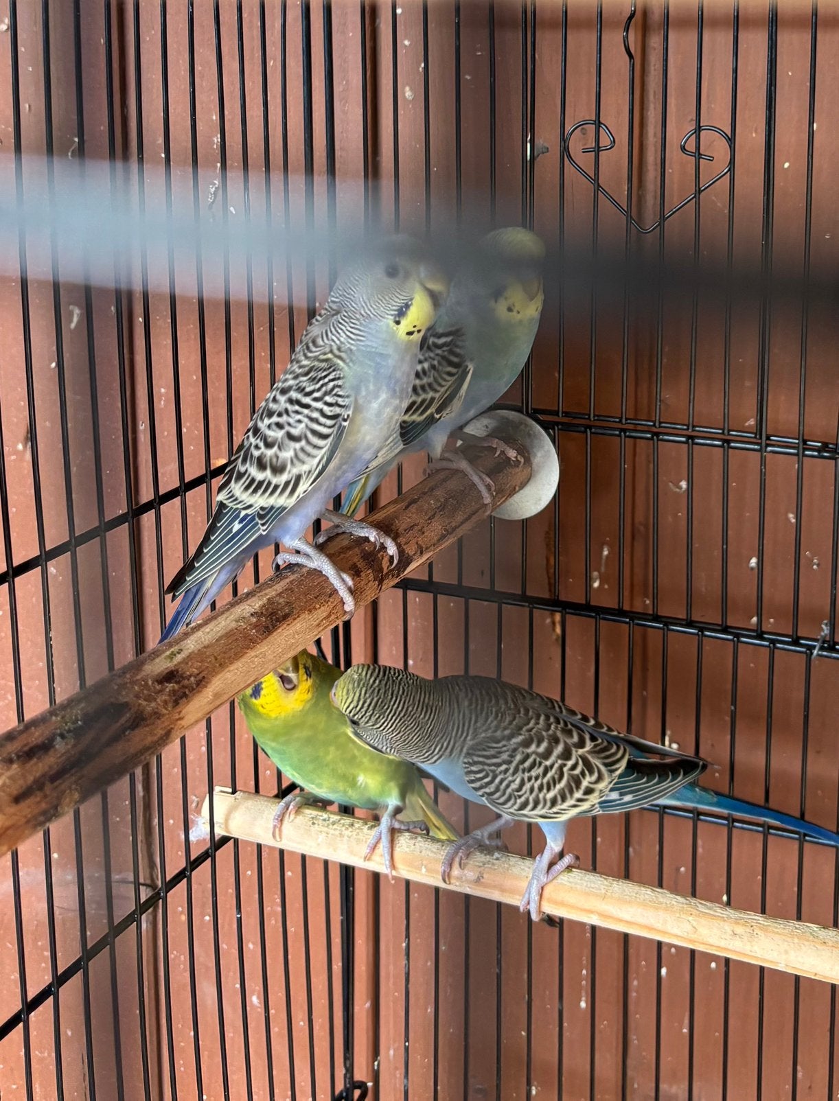 grasparkieten te koop. Slechts €5 per vogel!