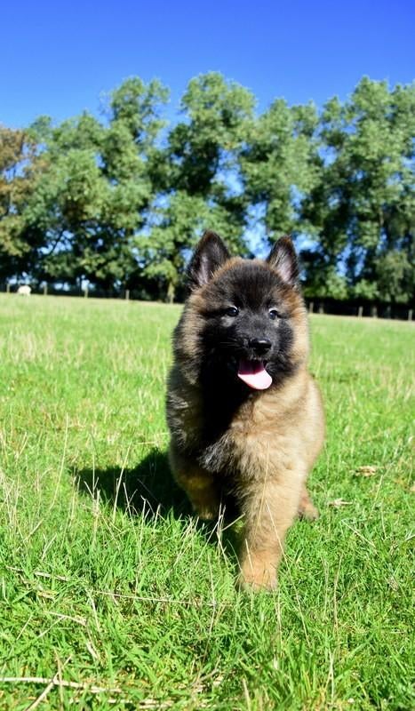 Prachtige Tervurense Herder pups, Animaux & Accessoires, Chiens | Bergers & Bouviers, Plusieurs, Hépatite contagieuse (maladie de Rubarth)