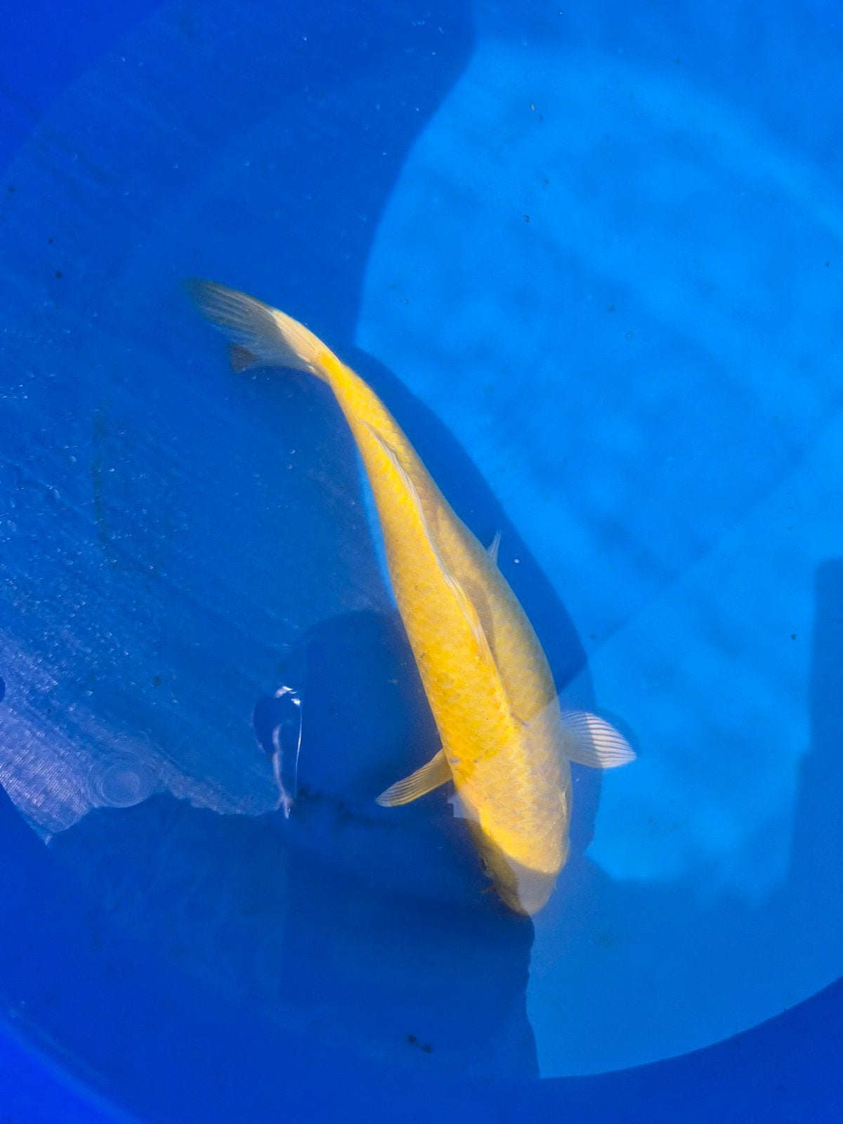 Yamabuki marusei