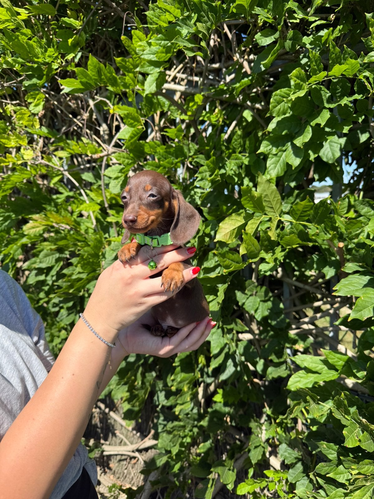 Choco tan kaninchen kortharige teckel, Dieren en Toebehoren, Kaninchen, België, Reu, CDV (hondenziekte)