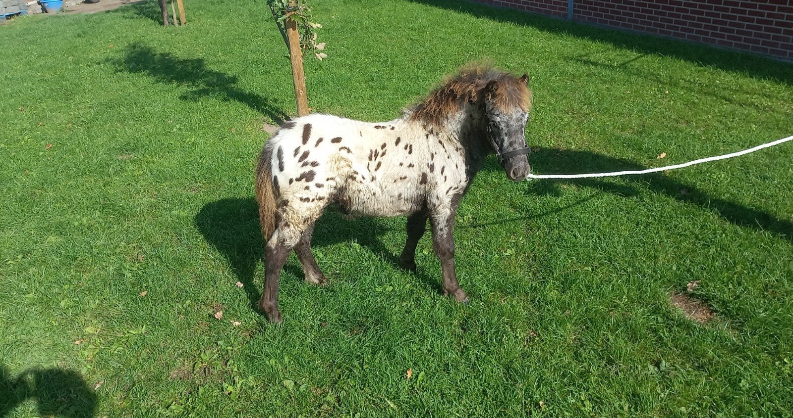 POULAINS ET JUMENTS APPALOOSA, Avril, Plusieurs animaux