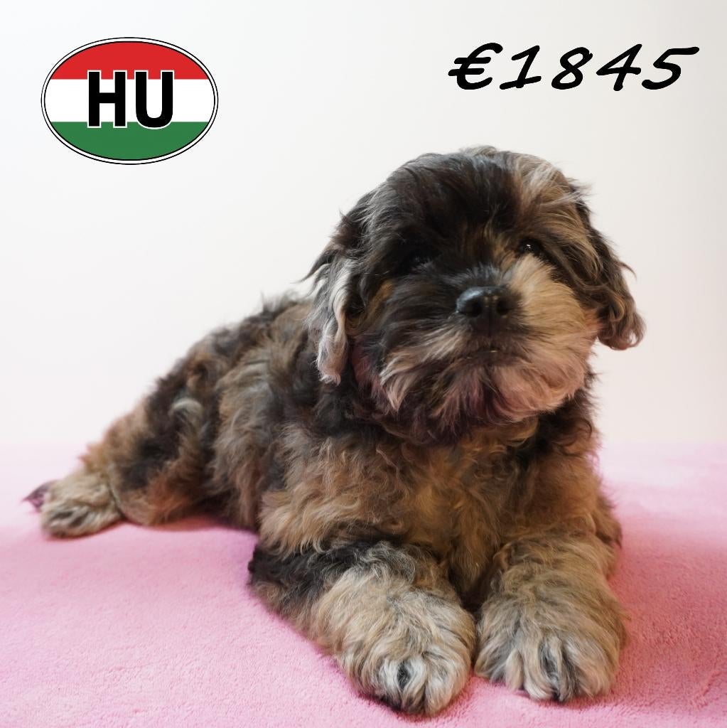 Frenchiepoo - Chiots au caractère joyeux à vendre, 15 semaines à 1 an, Hépatite contagieuse (maladie de Rubarth), Autres races