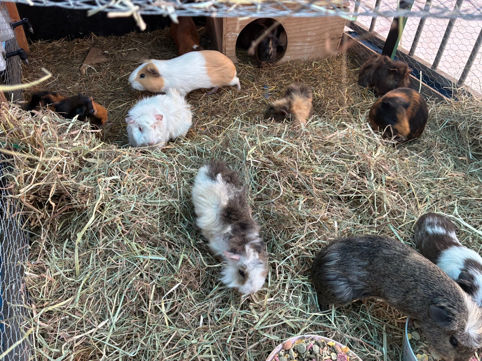 Verschillende cavia’s meisjes, Cavia, Vrouwelijk, Januari, Tam