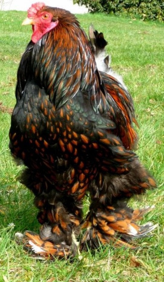 Coq et poule Brahma, doré/noir (ligne allemande), Animaux & Accessoires