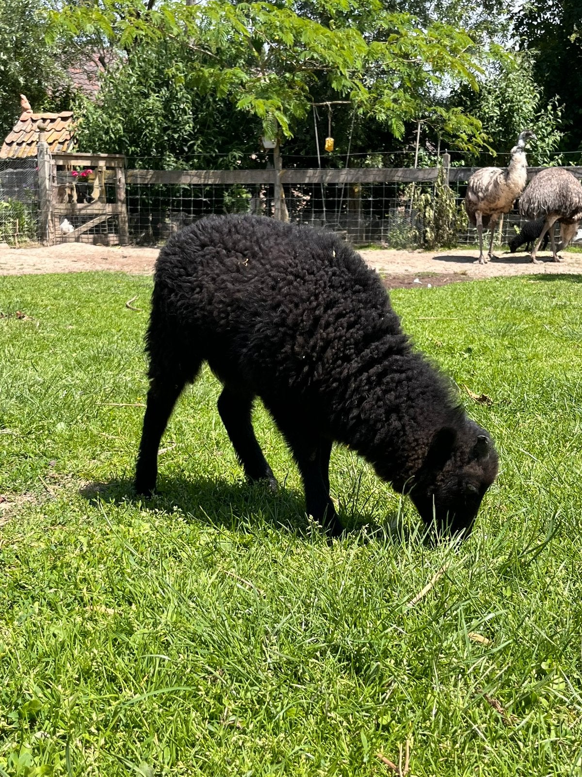 Ouessant lammetjes - rammetjes, Mâle, Mouton, 0 à 2 ans