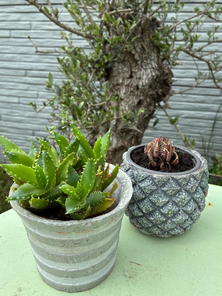 Set van 2 vetplantjes in grijze cache-pots, Plante succulente, En pot, Plein soleil, Moins de 100 cm