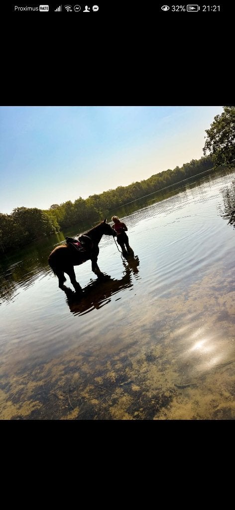 Adoptie pony, Ne s'applique pas, Moins de 160 cm, 11 ans ou plus