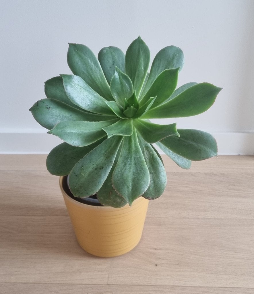Echeveria vetplant in gele pot, +/- 30 cm hoog, Vetplant, Ophalen of Verzenden, In pot, Minder dan 100 cm